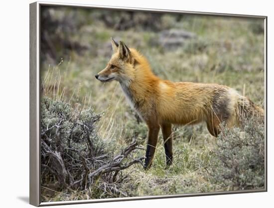 Red Fox, Rocky Mountain National Park, Colorado, USA-James Hager-Framed Photographic Print