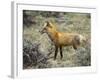 Red Fox, Rocky Mountain National Park, Colorado, USA-James Hager-Framed Photographic Print