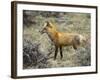 Red Fox, Rocky Mountain National Park, Colorado, USA-James Hager-Framed Photographic Print