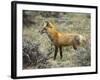 Red Fox, Rocky Mountain National Park, Colorado, USA-James Hager-Framed Photographic Print