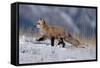 Red Fox Running in Snowy Meadow-W. Perry Conway-Framed Stretched Canvas