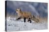 Red Fox Running in Snowy Meadow-W. Perry Conway-Stretched Canvas