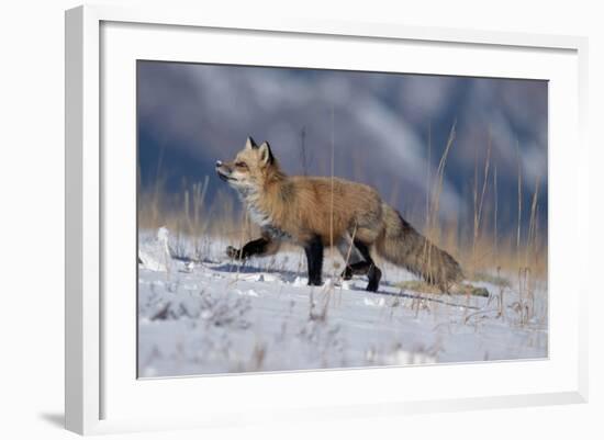 Red Fox Running in Snowy Meadow-W. Perry Conway-Framed Photographic Print