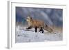 Red Fox Running in Snowy Meadow-W. Perry Conway-Framed Photographic Print