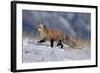 Red Fox Running in Snowy Meadow-W. Perry Conway-Framed Photographic Print