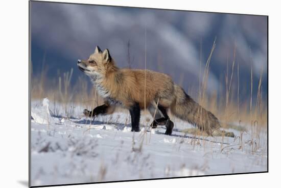 Red Fox Running in Snowy Meadow-W. Perry Conway-Mounted Photographic Print