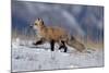 Red Fox Running in Snowy Meadow-W. Perry Conway-Mounted Photographic Print