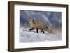 Red Fox Running in Snowy Meadow-W. Perry Conway-Framed Photographic Print