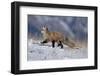 Red Fox Running in Snowy Meadow-W. Perry Conway-Framed Photographic Print