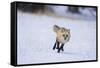 Red Fox Running-DLILLC-Framed Stretched Canvas