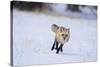 Red Fox Running-DLILLC-Stretched Canvas