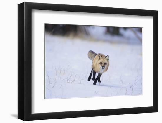 Red Fox Running-DLILLC-Framed Premium Photographic Print