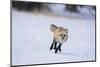 Red Fox Running-DLILLC-Mounted Premium Photographic Print