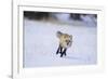 Red Fox Running-DLILLC-Framed Photographic Print