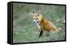 Red Fox Side View of Animal Sitting-null-Framed Stretched Canvas