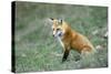 Red Fox Side View of Animal Sitting-null-Stretched Canvas