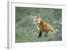 Red Fox Side View of Animal Sitting-null-Framed Photographic Print