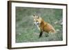 Red Fox Side View of Animal Sitting-null-Framed Photographic Print