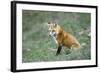 Red Fox Side View of Animal Sitting-null-Framed Photographic Print