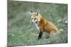 Red Fox Side View of Animal Sitting-null-Mounted Photographic Print
