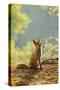 Red Fox Siitng in Backlight during Indian Summer-Stanislav Duben-Stretched Canvas