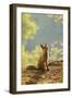 Red Fox Siitng in Backlight during Indian Summer-Stanislav Duben-Framed Photographic Print