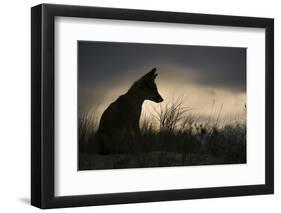 Red fox silhouetted, Sado Estuary, Portugal-Pedro Narra-Framed Photographic Print