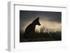 Red fox silhouetted, Sado Estuary, Portugal-Pedro Narra-Framed Photographic Print