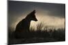 Red fox silhouetted, Sado Estuary, Portugal-Pedro Narra-Mounted Photographic Print