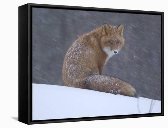 Red Fox Sitting in Snow, Kronotsky Nature Reserve, Kamchatka, Far East Russia-Igor Shpilenok-Framed Stretched Canvas