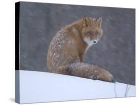 Red Fox Sitting in Snow, Kronotsky Nature Reserve, Kamchatka, Far East Russia-Igor Shpilenok-Stretched Canvas