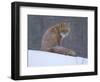 Red Fox Sitting in Snow, Kronotsky Nature Reserve, Kamchatka, Far East Russia-Igor Shpilenok-Framed Photographic Print