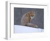 Red Fox Sitting in Snow, Kronotsky Nature Reserve, Kamchatka, Far East Russia-Igor Shpilenok-Framed Photographic Print