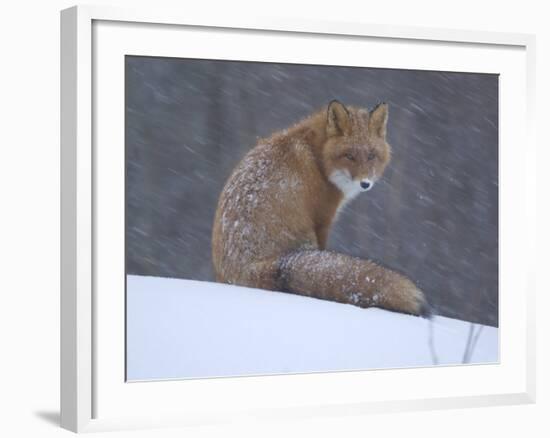 Red Fox Sitting in Snow, Kronotsky Nature Reserve, Kamchatka, Far East Russia-Igor Shpilenok-Framed Photographic Print