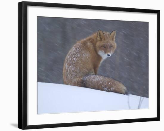 Red Fox Sitting in Snow, Kronotsky Nature Reserve, Kamchatka, Far East Russia-Igor Shpilenok-Framed Photographic Print