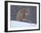 Red Fox Sitting in Snow, Kronotsky Nature Reserve, Kamchatka, Far East Russia-Igor Shpilenok-Framed Photographic Print