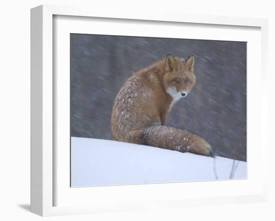 Red Fox Sitting in Snow, Kronotsky Nature Reserve, Kamchatka, Far East Russia-Igor Shpilenok-Framed Photographic Print