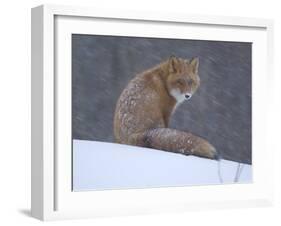 Red Fox Sitting in Snow, Kronotsky Nature Reserve, Kamchatka, Far East Russia-Igor Shpilenok-Framed Photographic Print