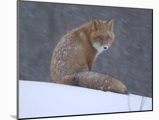 Red Fox Sitting in Snow, Kronotsky Nature Reserve, Kamchatka, Far East Russia-Igor Shpilenok-Mounted Photographic Print