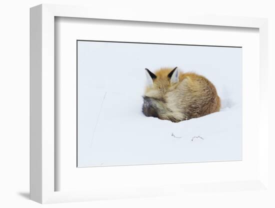Red Fox sleeping curled up in the snow, Grand teton National Park, Wyoming.-Ken Archer-Framed Photographic Print