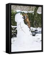 Red Fox Stealing Snowman's Nose in Winter Snow-null-Framed Stretched Canvas