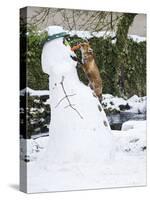 Red Fox Stealing Snowman's Nose in Winter Snow-null-Stretched Canvas