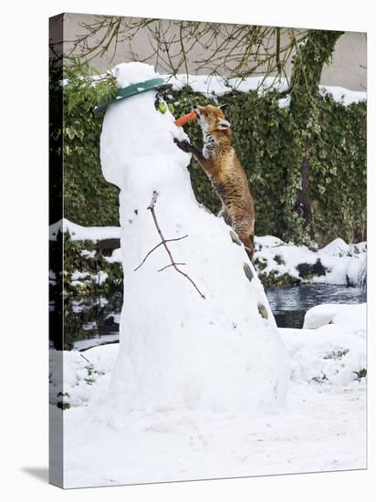Red Fox Stealing Snowman's Nose in Winter Snow-null-Stretched Canvas