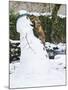 Red Fox Stealing Snowman's Nose in Winter Snow-null-Mounted Photographic Print