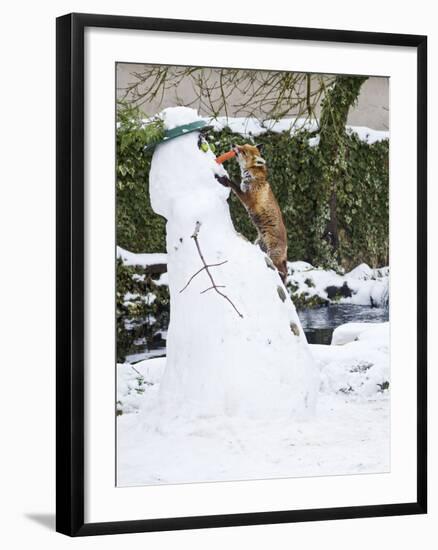 Red Fox Stealing Snowman's Nose in Winter Snow-null-Framed Photographic Print