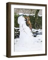 Red Fox Stealing Snowman's Nose in Winter Snow-null-Framed Photographic Print