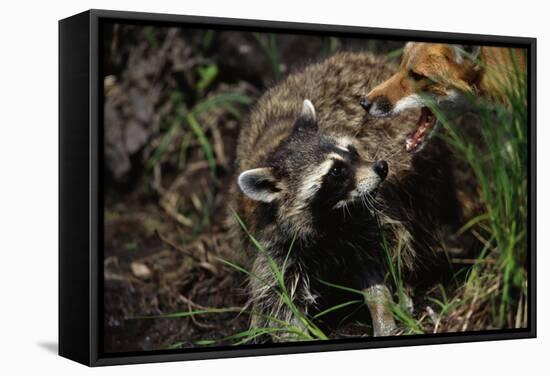 Red Fox Threatening Raccoon-W. Perry Conway-Framed Stretched Canvas