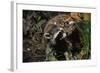 Red Fox Threatening Raccoon-W. Perry Conway-Framed Photographic Print