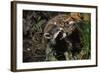 Red Fox Threatening Raccoon-W. Perry Conway-Framed Photographic Print