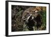 Red Fox Threatening Raccoon-W. Perry Conway-Framed Photographic Print